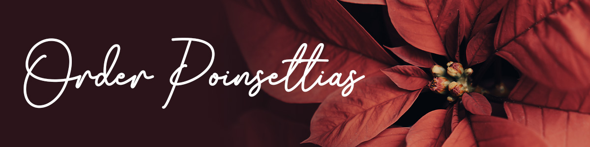 Poinsettias Poinsettias