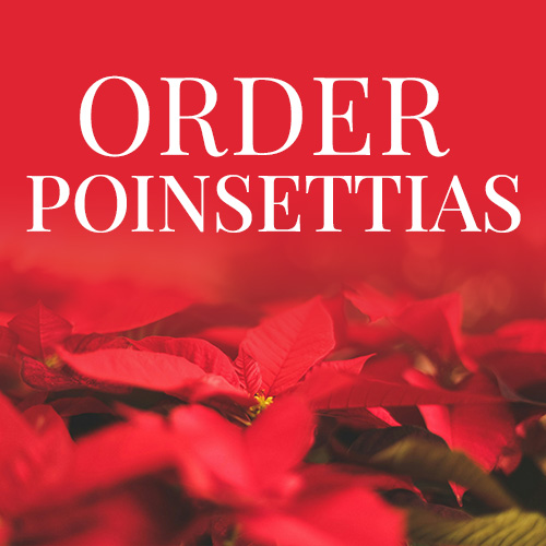 Order Poinsettias